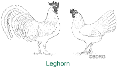 Leghorn